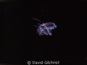 Amphipod 'Themisto libellula', photo taken in Resolute Ba... by David Gilchrist 